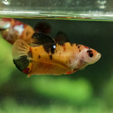 Multicolor/galaxy Koi Plakat- Female