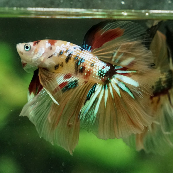 Galaxy Koi Halfmoon - 14 weeks old