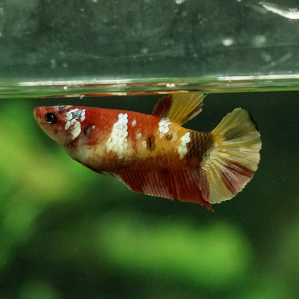 Multicolor/galaxy Koi Plakat- Female