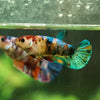 Galaxy Koi Plakat- Female