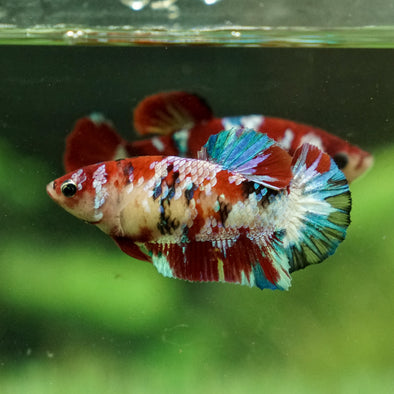 Multicolor/galaxy Koi Plakat- Female