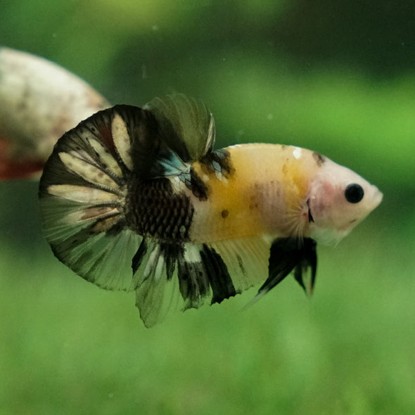 Multicolor/Galaxy Koi Plakat -11 weeks Old