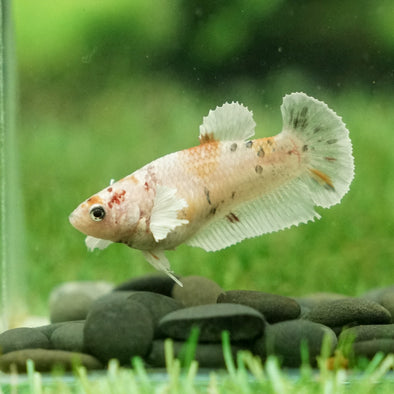 Koi Dumbo Plakat- Female