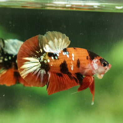 Multicolor/Galaxy Koi Plakat -11 weeks Old