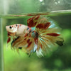 Galaxy Koi Halfmoon - 12 weeks old