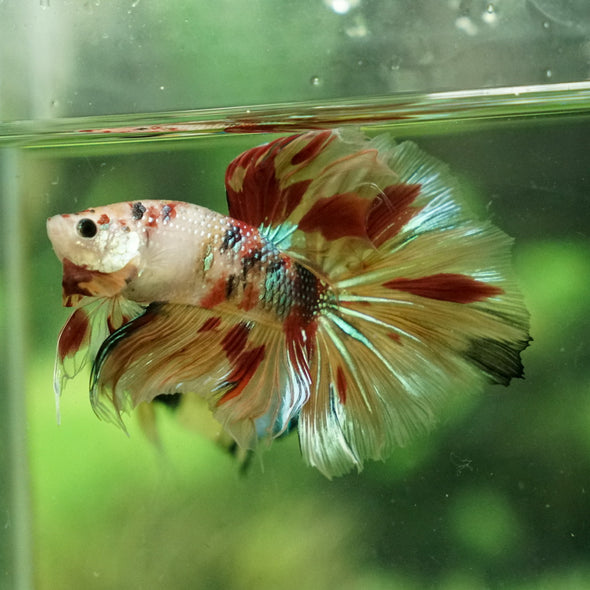 Galaxy Koi Halfmoon - 12 weeks old