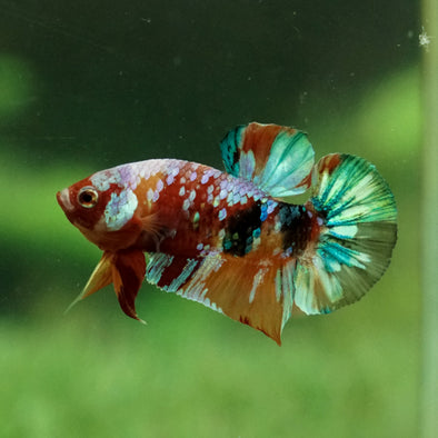 Multicolor/Galaxy Koi Plakat -11 weeks Old