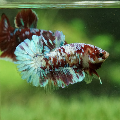 Multicolor/Galaxy Koi Plakat -15 weeks Old