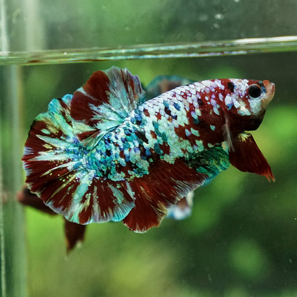 Giant Hybrid Multicolor/Galaxy Koi Plakat -15 weeks Old