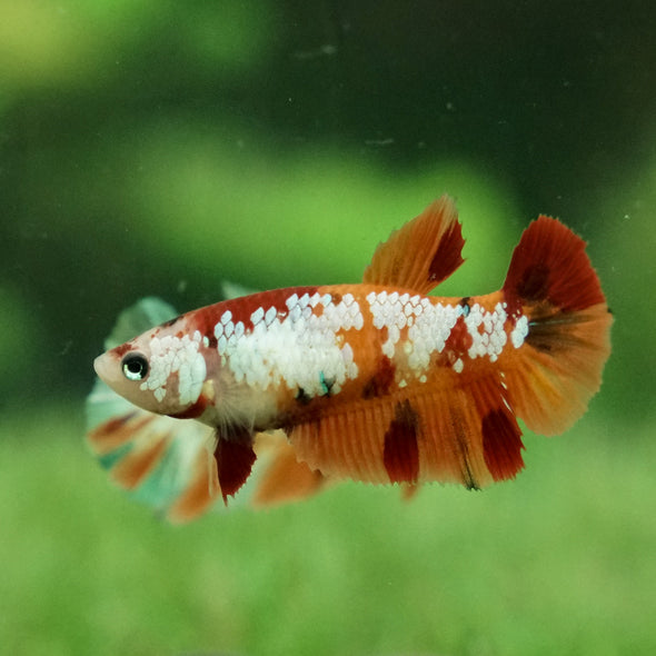 Koi Halfmoon Female - 12 weeks old