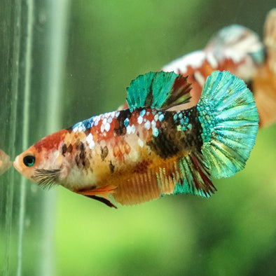 Galaxy Koi Plakat- Female