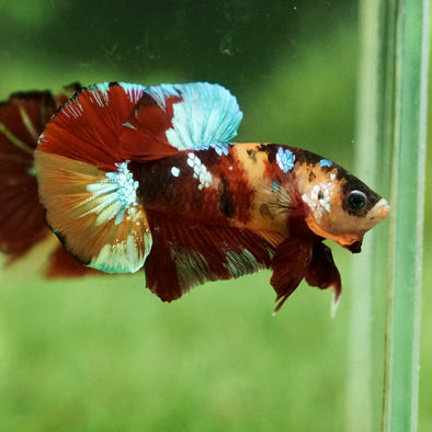 Multicolor/Galaxy Koi Plakat -15 weeks Old