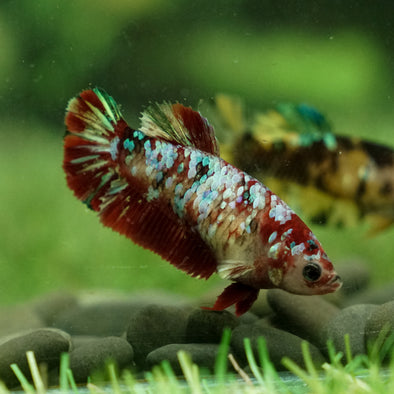 Multicolor/galaxy Koi Plakat- Female