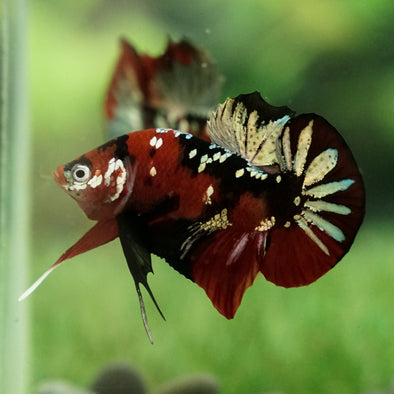 Multicolor/Galaxy Koi Plakat -15 weeks Old