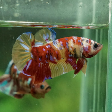 Multicolor/Galaxy Koi Plakat -15 weeks Old