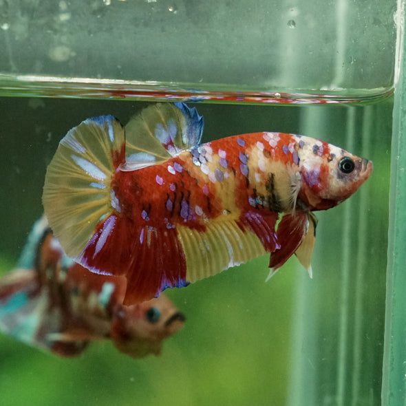 Multicolor/Galaxy Koi Plakat -15 weeks Old