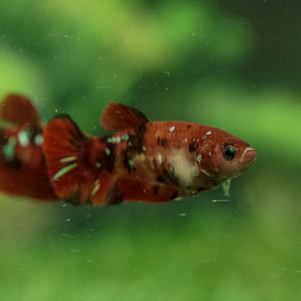 Multicolor/ Galaxy Koi Plakat- Female- 16 Weeks Old