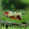 Koi Halfmoon - Female