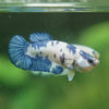 Blue/Green Dalmatian Plakat- Female