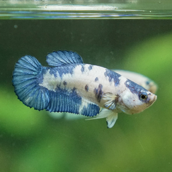 Blue/Green Dalmatian Plakat- Female