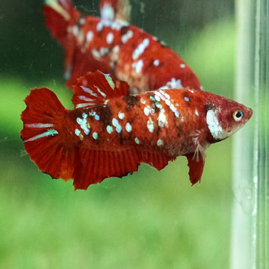 Multicolor/galaxy Koi Plakat- Female
