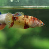 Multicolor Galaxy Halfmoon- Female