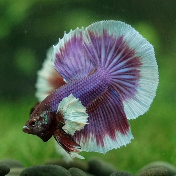 Dumbo Halfmoon - 12 weeks old