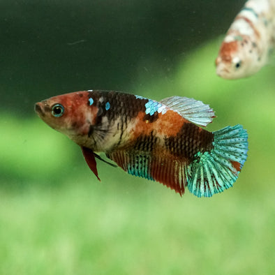 Galaxy Koi Plakat- Female