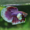 Dumbo Halfmoon - 12 weeks old