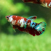 Multicolor/galaxy Dumbo Koi Plakat- Female