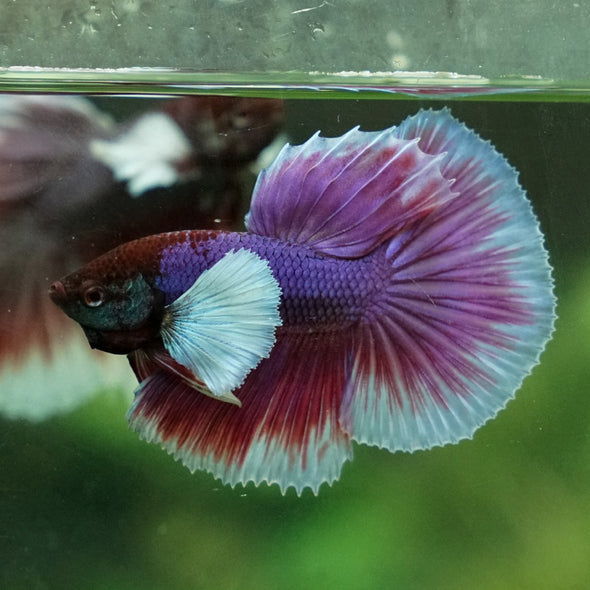 Dumbo Halfmoon - 12 weeks old