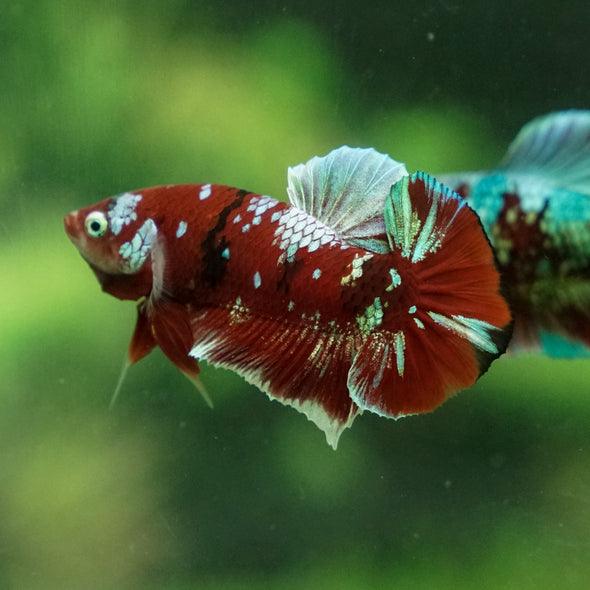 Multicolor/Galaxy Koi Plakat -13 weeks Old