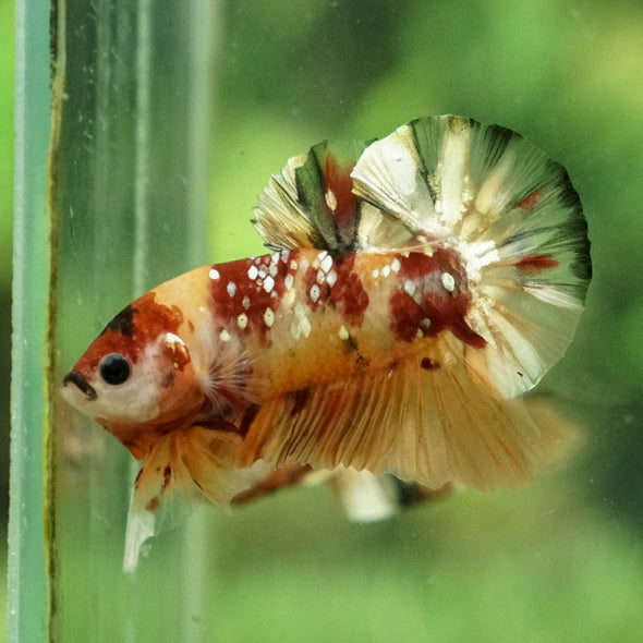 Multicolor/Galaxy Koi Plakat -12 weeks Old