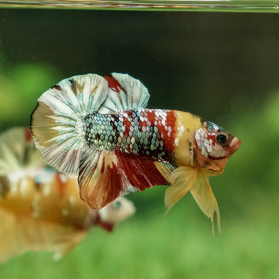 Multicolor/Galaxy Koi Plakat -15 weeks Old