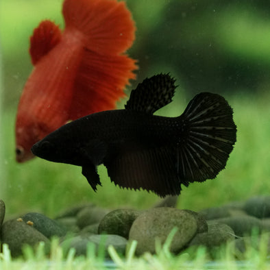 Black Halfmoon - Female