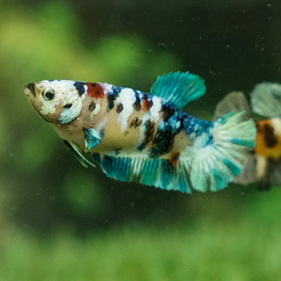 Multicolor/galaxy Koi Plakat- Female