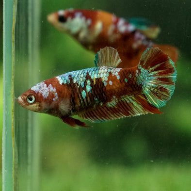Multicolor/galaxy Koi Plakat- Female
