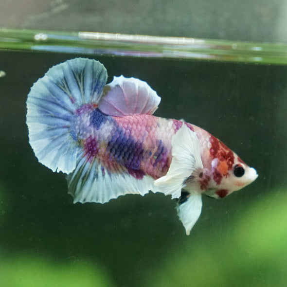 Candy Koi Dumbo Plakat - 12 weeks old