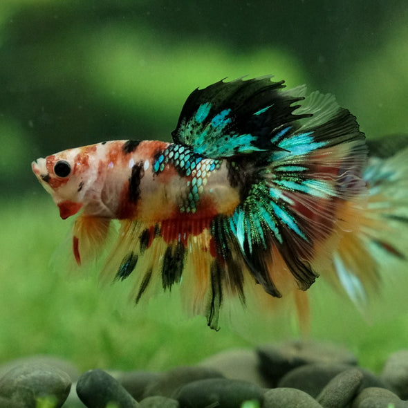 Galaxy Koi Halfmoon - 12 weeks old