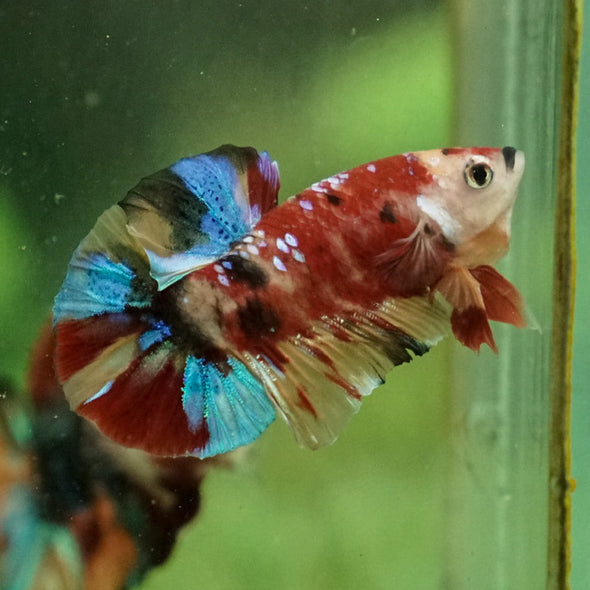 Multicolor/Galaxy Koi Plakat -11 weeks Old