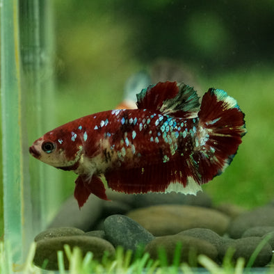 Multicolor/galaxy Koi Plakat- Female