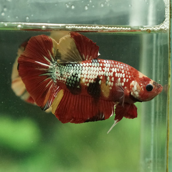 Giant Multicolor/ Galaxy Koi-15 weeks Old