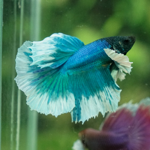 Dumbo Halfmoon - 12 weeks old