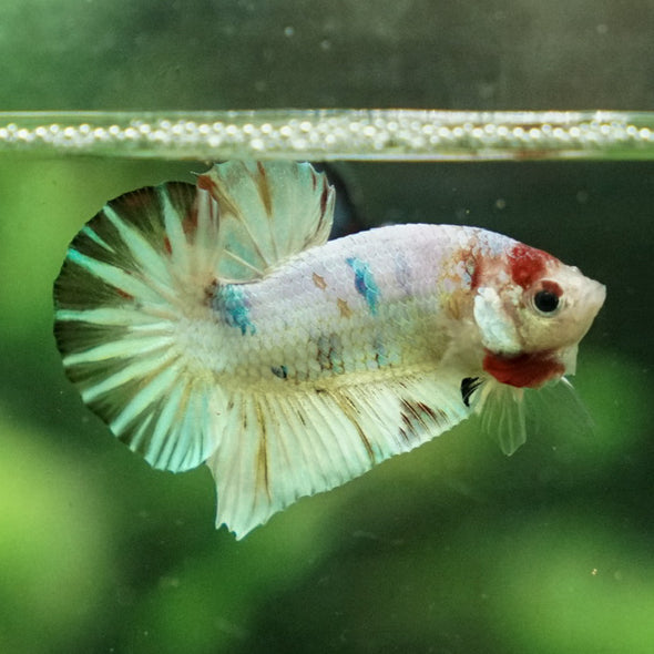 Multicolor/Galaxy Koi Plakat -11 weeks Old