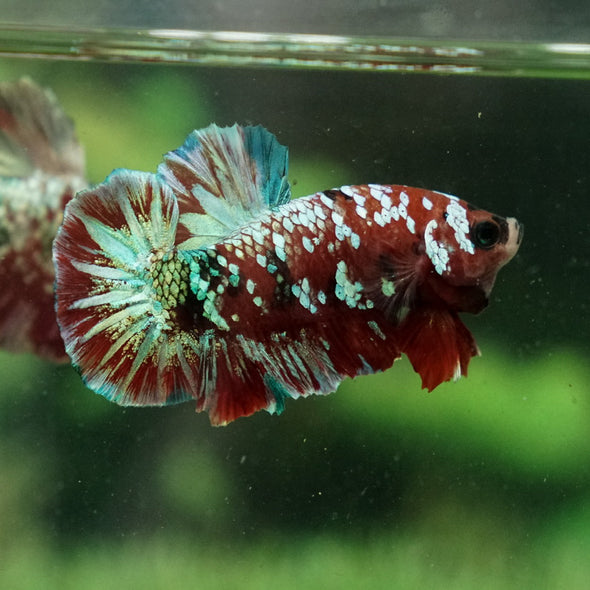 Multicolor/Galaxy Koi Plakat -15 weeks Old