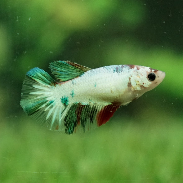 Koi Halfmoon - Female