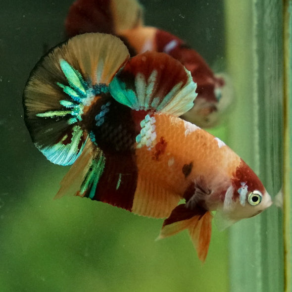 Multicolor/Galaxy Koi Plakat -11 weeks Old