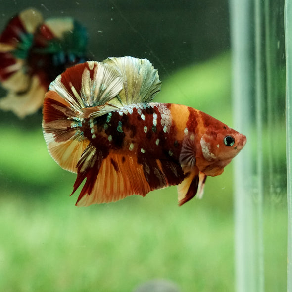 Copper/Gold Galaxy Koi Plakat - 13 Weeks Old