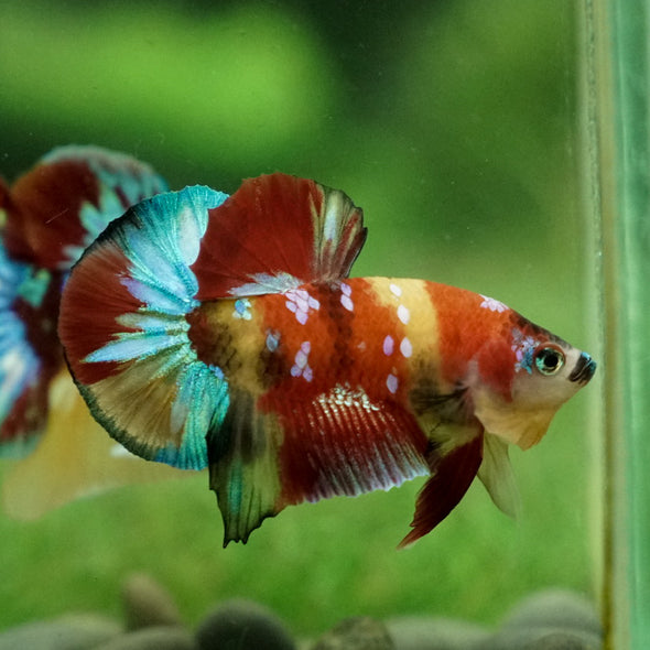 Multicolor/Galaxy Koi Plakat -15 weeks Old