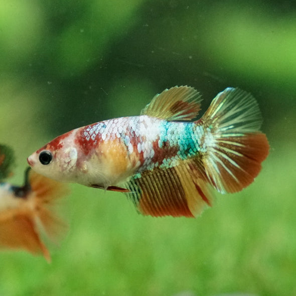 Koi Halfmoon - Female